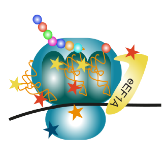 RNA and protein modifications